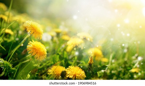 Hermosas flores de dientes de león amarillos en la naturaleza en verano cálido o primavera en el prado a la luz del sol, macro. Imagen artística de ensueño de la belleza de la naturaleza. Enfoque suave.
