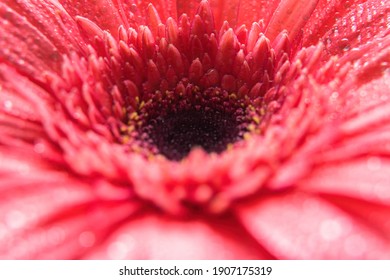 ガーベラの花びらの滴 Hd壁紙のダウンロード