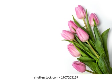 Pink tulips isolate on a white holiday banner. Floral spring background for valentine's day, March 8, birthday, mother's day. copy space