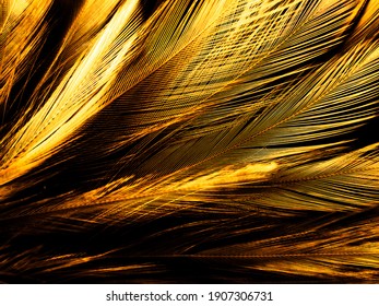 黒の背景に美しい抽象的な白と茶色の羽、白いパターンと黄色の背景に柔らかい黄色の羽のテクスチャ、羽の背景、金の羽のバナー