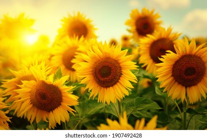 Schönes Feld blühender Sonnenblumen gegen verschwommenes goldenes Licht des Sonnenuntergangs