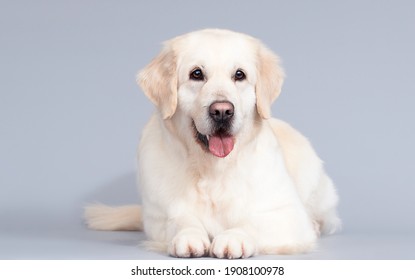 golden retriever hond ligt op een grijze achtergrond