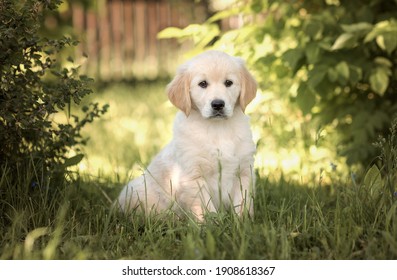 夏のゴールデンレトリバーの子犬