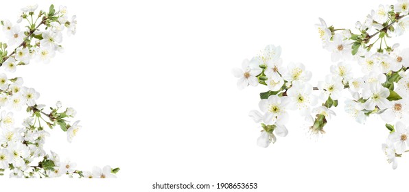 Erstaunliche Frühlingsblüte. Äste mit schönen Blumen auf weißem Hintergrund, Fahnendesign