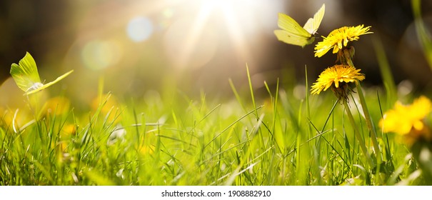 kunst abstracte lente achtergrond of zomer achtergrond met vers gras