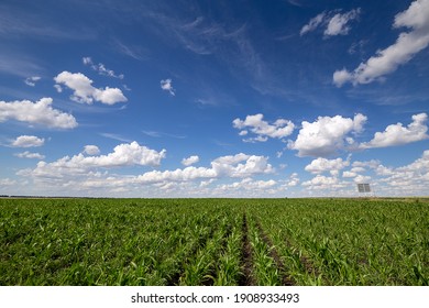 Cielo azul y nubes blancas sobre maíz de campo verde, vista panorámica. Hermoso paisaje dinámico escénico tierra agrícola. Belleza de la naturaleza. Agricultura. Maizal. Cultivo de hortalizas en la granja.