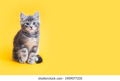 Kitten op kleur achtergrond met kopie ruimte. Grijze kleine Cyperse kat geïsoleerd op gele achtergrond