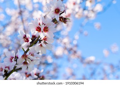 pohon almond merah muda mekar di atas langit biru