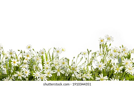Witte kleine Lentebloemen geïsoleerd op een witte achtergrond. Grens van wilde bosweide bloemen.