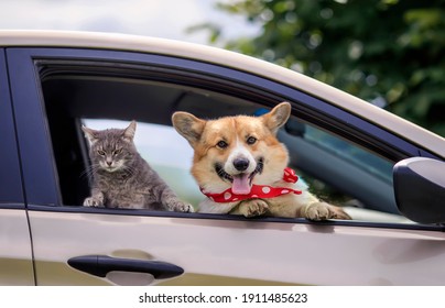 道路の車の窓から大きな目の耳を突き出したかわいい猫と犬