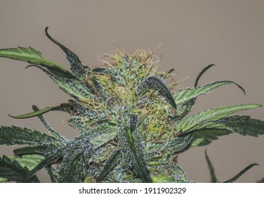 A closeup shot of cannabis ripe flower, White widow strain