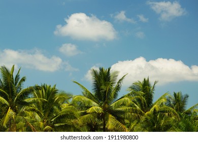 Los campos de coco con cielo brillante son tan hermosos en verano en Tailandia