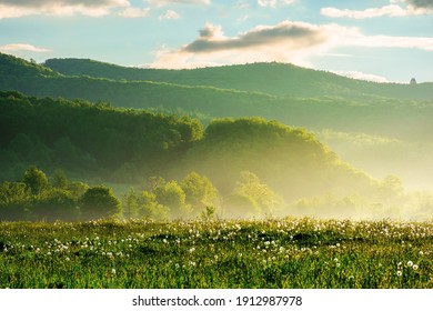 dandelion field in rural landscape at sunrise. beautiful nature scenery with blooming weeds in morning light. clouds on the sky above the distant mountain