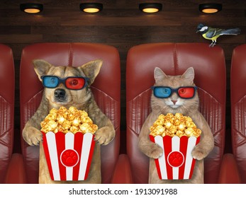 3 d メガネのペットは、ポップコーンを食べて、映画館で映画を見ています。