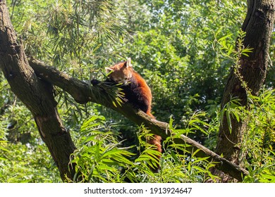 Rode pando zittend op een boom