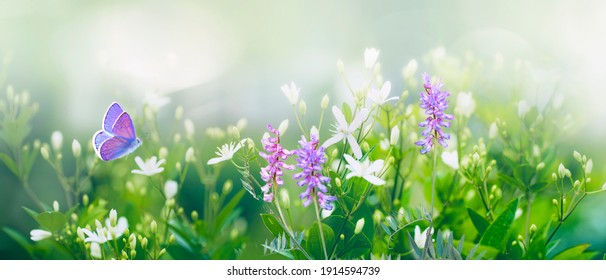 Lila Schmetterling fliegt in Sonnenstrahlen über kleine wilde weiße Blumen im Gras. Frisches künstlerisches Bild des Frühlingssommers der Schönheitsmorgennatur. Selektiver weicher Fokus.