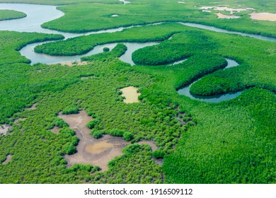 Luchtfoto van groen mangrovebos. Natuur landschap. Amazone rivier. Amazone regenwoud. Zuid-Amerika.