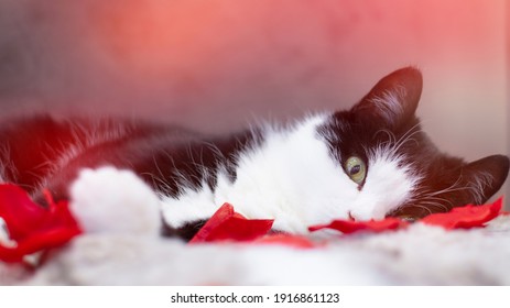 Eine Schwarzweiss-Hauskatze, die auf einem Bett mit roten Rosenblättern liegt. Nahaufnahme, rote Rosenblätter, Valentinstag Stirnband. Banner mit roten Bokehherzen.
