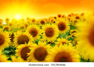 Hermoso campo de girasoles florecientes contra la luz dorada de la puesta de sol borrosa
