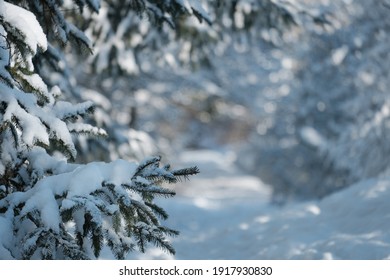 Cierra la rama de abeto en la nieve en el bosque. Sendero en el bosque de invierno de nieve. Hermoso fondo de invierno en Escocia. El fondo está borroso