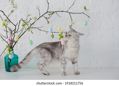 Kucing abu-abu bermain dengan telur Paskah kecil. Pohon Paskah dalam vas biru dengan telur berwarna-warni dengan latar belakang putih
