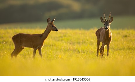 Een paar reeën, capreolus capreolus, staand op de weide in de zomerzon. Bruin zoogdier twee die op zonnige open plek kijken. Roebuck en vrouwtje staren op groen veld.