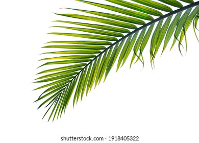 hoja de palmera tropical aislada en fondo blanco, ruta de recorte incluida