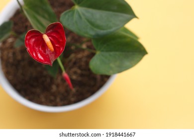 アンスリウム ミッキーマウス。真っ赤な花を咲かせる植物。家の装飾に適した観葉植物。観葉植物