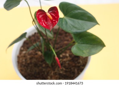 アンスリウム ミッキーマウス。真っ赤な花を咲かせる植物。家の装飾に適した観葉植物。観葉植物
