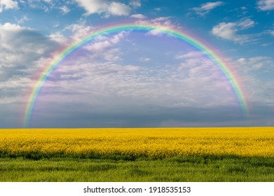 大きな菜の花畑と青空に虹がかかる春の農業風景
