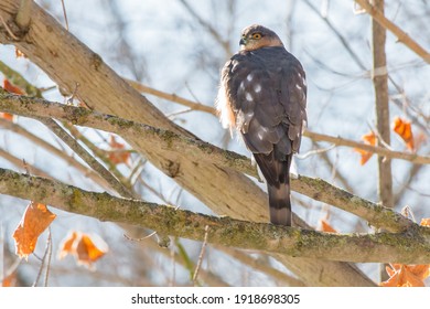 A Sharp-shinned Hawk is perched on a branch looking back over its shoulder. Taylor Creek Park, Toronto, Ontario, Canada.