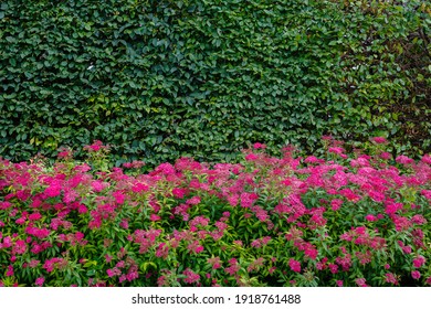 Spirea japonica Anthony Waterer flores rosas. Pequeñas flores rosas en el jardín. Valla verde natural hecha de arbustos y flores.