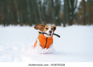 Cane che corre nella neve profonda. Beagle che indossa una giacca protettiva contro il freddo che corre tra i cumuli di neve per recuperare il bastone. Cane attivo che si diverte con le attività invernali all'aperto.
