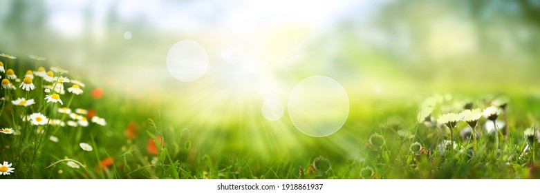 Daisy op groene zonnige lenteweide. Lichtgevende onscherpe achtergrond met lichte bokeh en korte scherptediepte. Horizontale close-up met ruimte voor tekst.