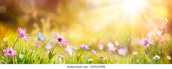 Abstrakter defokussierter Frühling - purpurrote Gänseblümchen und Schmetterling auf Gras im sonnigen Feld