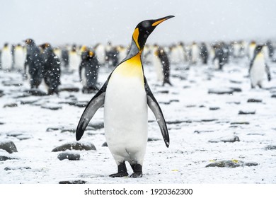 雪が静かに降る中、空を見上げるオウサマペンギン。背景では、ペンギン コロニーの他のメンバーも珍しいサウス ジョージアの夏の雪を楽しんでいます。