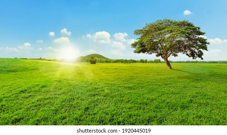 Árbol en el paisaje de hierba verde, cielo azul y fondo de montañas, luz del atardecer o del amanecer.