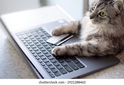 Compras en línea desde casa. El gato gris mirando la computadora portátil. Patas en el teclado, una tarjeta de crédito al lado. Estilo de vida, quédate en casa. Las mascotas usan tecnología. Un gato doméstico pide comida en línea.