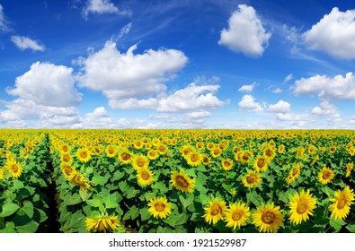Paisaje primaveral, campo de hermosos girasoles dorados, cielo azul y nubes blancas en el fondo