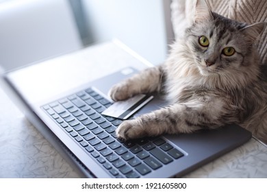 Compras en línea desde casa. Un gato gris se sienta en una computadora portátil, mira seriamente a la cámara. Patas en el teclado, una tarjeta de crédito al lado. Un gato doméstico pide comida en línea.