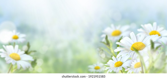 Hierba verde y manzanilla en el prado. Escena de la naturaleza de primavera o verano con margaritas blancas florecientes en el resplandor del sol. Enfoque suave.