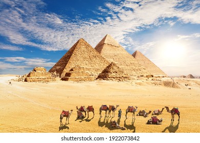 Pyramids of Egypt and Сamel caravan resting in the desert, Giza
