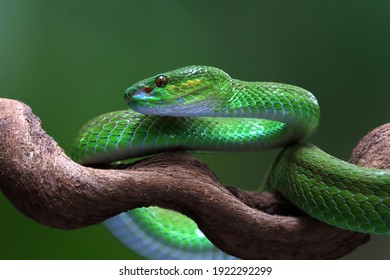 Tampilan samping ular albolaris hijau, closeup hewan, kepala closeup ular viper hijau