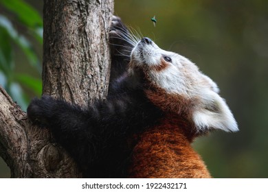 Nettes flauschiges rotes Pandajunges, das die Fliege betrachtet. Junger kleiner Panda oder Firefox (Ailurus fulgens), der auf einen Baum klettert.