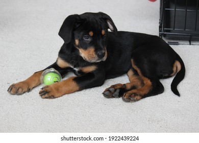 Un cachorro Rottweiler jugando con un juguete