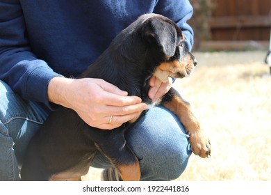 Un hombre que sostiene un cachorro Rottweiler en el patio trasero: amistad humana y animal, el mejor amigo del hombre