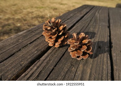 太陽の下で木製のテーブルに松ぼっくり。