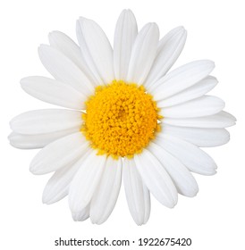 Hermosa Daisy blanca (Marguerite) aislada en fondo blanco, incluida la ruta de recorte.
