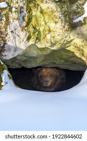 El oso pardo (Ursus arctos) mira fuera de su guarida en el bosque bajo una gran roca en invierno