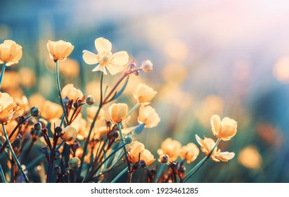 Vintage kleine bloemen achtergrond op zon, afgezwakt veld